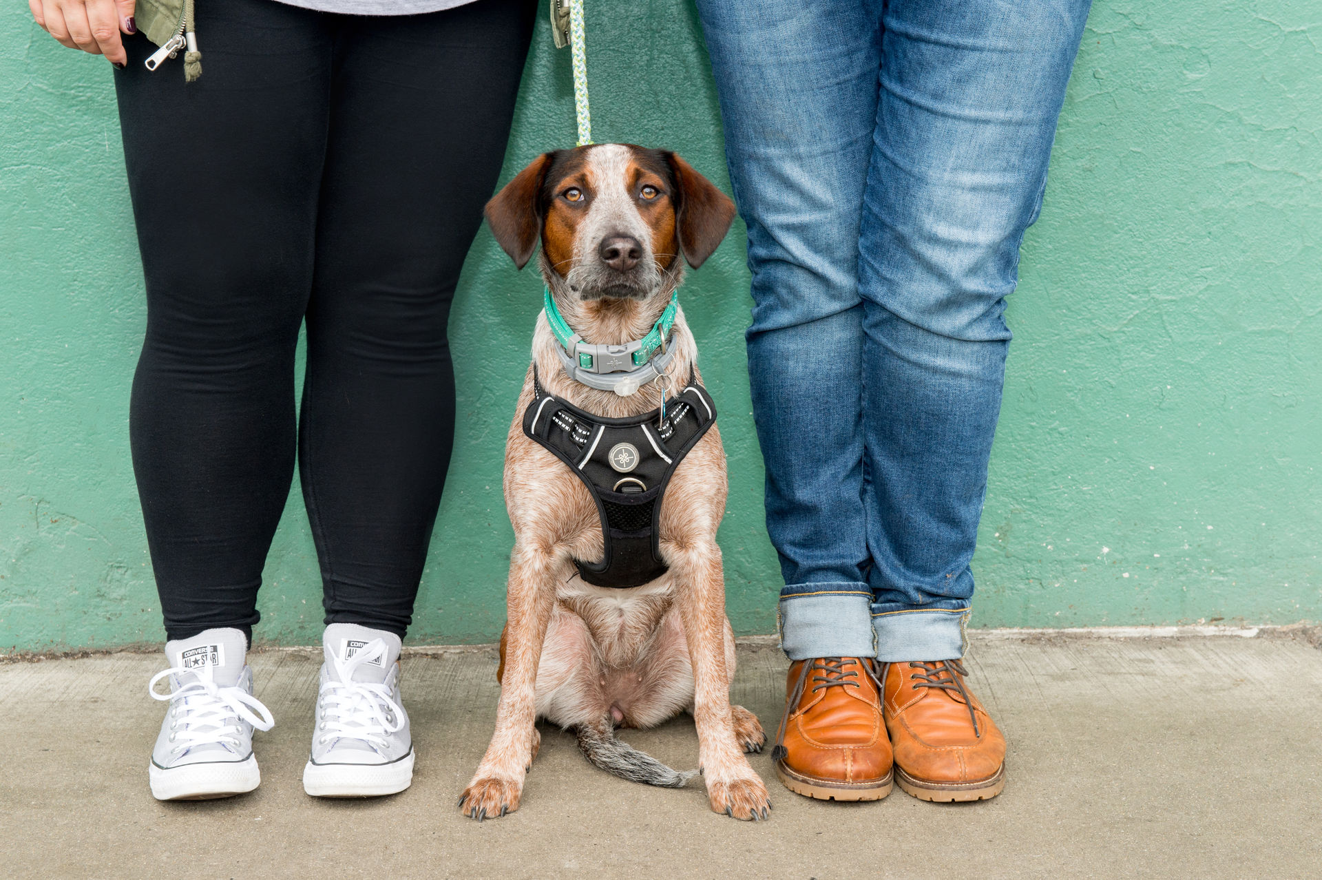 incorporating your dog into your engagement photos incorporating your dog into your engagement photos